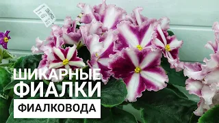 В гостях у Фиалковода. Обзор магазина. Уникальные сорта фиалок селекции АВ- и Ф-.