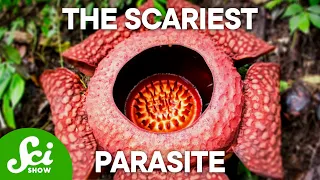 The 4 Creepiest Parasites on Earth (This Will Keep You Up at Night!)