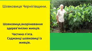 #Шовковиця,#вкорінювання здерев'янілих живців.Частина п'ята.#Саджанці шовковиці із живців.