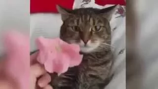 Кот и цветок