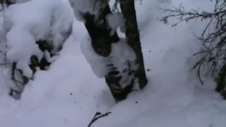 Практические советы по зимней установке капканов на волка.