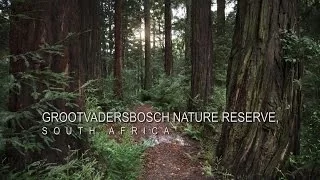 Grootvadersbosch Nature Reserve