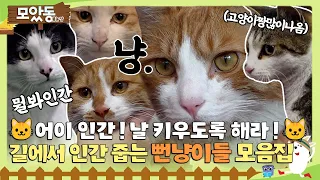 [#모았동물농장] 🐱어이 인간! 날 키우도록 해라!🫵 뻔뻔하고 귀여운 집사 간택하는 길냥이들 모음집🐱 #TV동물농장 #AnimalFarm #SBSstory