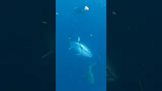 Monster Bluefin Tuna Charges Bull Shark!