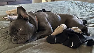 San Antonio owners hope for safe return of French bulldog stolen at gunpoint