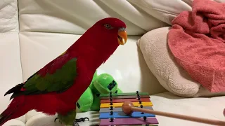 Red birb is scream then destroy