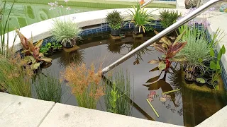 Swimming Pool to Natural Pond Conversion - Episode #4