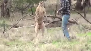 Драка мужика и кенгуру. Озвучка