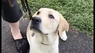 LIVE: Smudge the Guide Dog Meets Her New Teacher | The Dodo