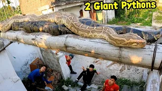 While Cleaning The House The Youth Discovered 2 Giant Pythons Mating Loudly On The Roof | Mike Vlogs