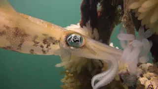 Squid laying eggs