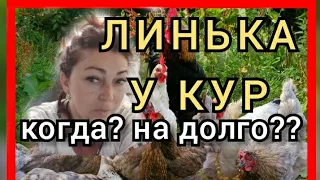 Куры не Несутся?//Линька у Кур Несушек и Яйценоскость