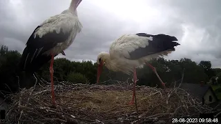Bociany TAURONA w oku kamery - relacja na żywo z gniazda bociana białego w Niepołomicach
