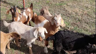 These Baby Goats Have Grown So Fast, They Need To Go!
