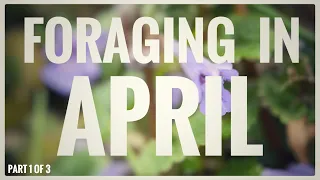 Foraging in April (Part 1 of 3) - UK Wildcrafts Monthly Foraging Calendar