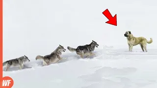 These Stupid Wolves Attacked the Wrong Dog..They Paid Heavy Price !