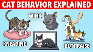 Cat Behavior Explained | Strange Cat Behavior and The Meaning Behind It