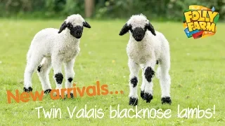 Twin Valais blacknose lambs