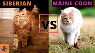 Siberian Cat VS Maine Coon Cat - Which One Should You Choose? (Breed Comparison)!