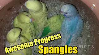 Spangle Hi Spangle Chicks | Budgies Breeding Excellent Progress 3rd Clutch | Dil Khush Ho Gaya ❤