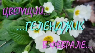 ГЕЛЕНДЖИК...ВСЁ ЦВЕТЁТ...ПРОГУЛКА К МОРЮ ПО ГРИБОЕДОВА... 18 февраля 2019...