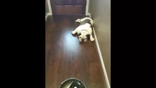 Bulldog VS Roomba