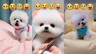 Funny and Cute Pomeranian Videos 🐶😍 Cutest Animals | Cutest Puppies #28