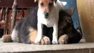 German Shepherd Puppy  playing  Jack russell terrier