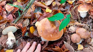 MUSHROOMS ARE JUST A LOT OF MUSHROOMS IN THE MIDDLE OF NOVEMBER A NEW MUSHROOM WAVE