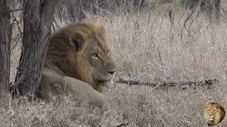 Where Is The New White Lion Cub And Who Is The Father?