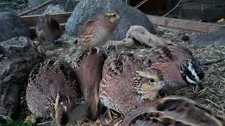 Hungry Lil Bobwhites 🌿🐤