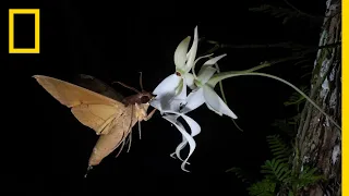 Rare Ghost Orchid Has Multiple Pollinators | Short Film Showcase