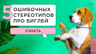 5 МИФОВ О ПОРОДЕ БИГЛЬ - ПОСМОТРИ ПРЕЖДЕ ЧЕМ ЗАВОДИТЬ БИГЛЯ