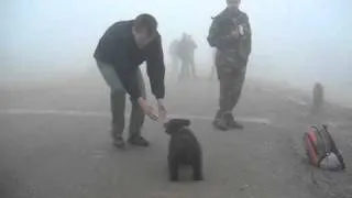 cute baby bear in wild snuggle the man