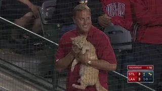 Cat gets loose on the field at Angel Stadium