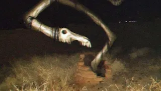 Top 5 Terrifying Cryptids Caught Living Among Us