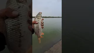 Коксарай последняя поклёвка..     Koksaray last bite carp