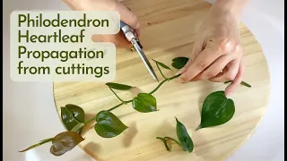 How to Propagate Philodendron Heartleaf from Cuttings; Very Easy Houseplant Propagation