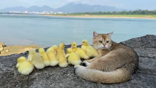 Mother duck is surprised😲. The kitten leads the duckling to see the world outdoors. Cute and funny