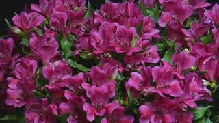 Timelapse Rome - Surprising Alstroemeria