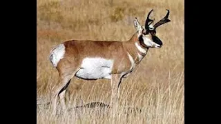 Unveiling the Mysteries of Pronghorns