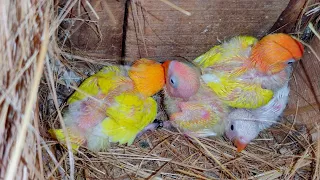 African Lovebirds Colony Breeding Progess