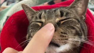 cats purring ASMR