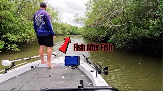 This Tiny Creek was Fun to Fish