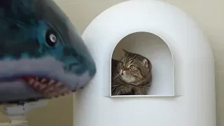 A big shark sneaks up on kitties! (ENG SUB)