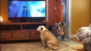 Bulldog Reaction to La Llorona Trailer, Ignores Noisy Brother