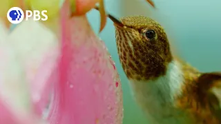 Meet the Rare Volcano Hummingbird