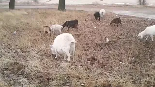 Как определить возраст козы? 🐐