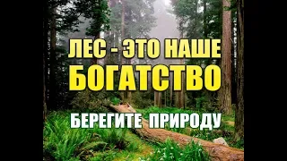 ТОТАЛЬНОЕ УНИЧТОЖЕНИЕ ЛЕСОВ РОССИИ!