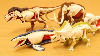 Mashup de desmantelamiento de dinosaurios -Anatomy/Jurassic World-
